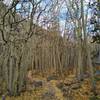 Fallen aspen leaves on the Ben Taylor Trail.