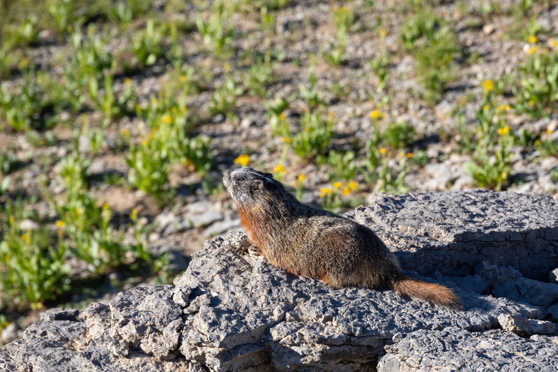 A Hoary Marmot enjoying the early morning sun.