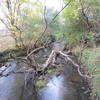 Large fallen tree in Mill Creek near bridge.