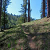 The Cougar Creek Trail climbs through a forest of Ponderosa Pine.