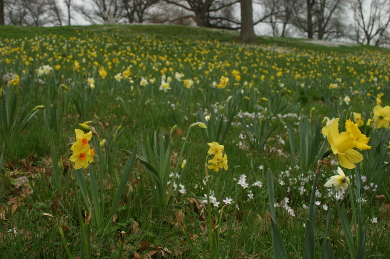 There are over 250,000 daffodils blooming at BCA in the spring time.