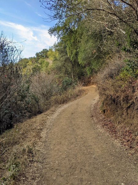 A well maintained wide trail through the chaparral.