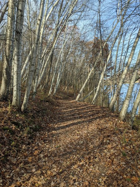 One of the short wooded sections on trail.