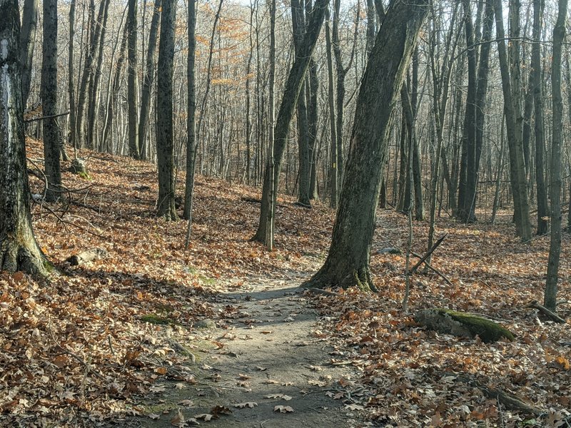 Great wooded sections of the Cedar Lakes Segment.