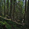 The Twentymile Creek Trail leads through shady forests of Grand Fir.