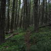 The trail leads through a scenic forest of Grand Fir.