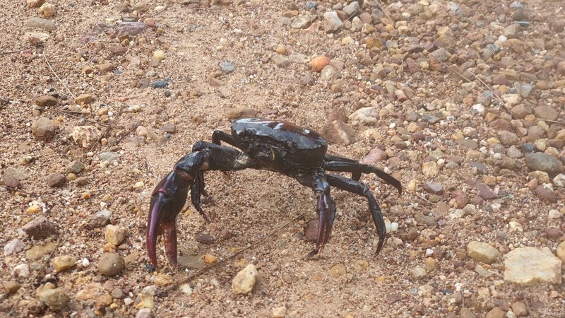 A Rice Paddy Crab crossing the trail