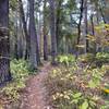 Whispering Pines trail at Tyler State Park.