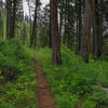 The Snoose Creek Trail leading through a forest of Ponderosa Pines.
