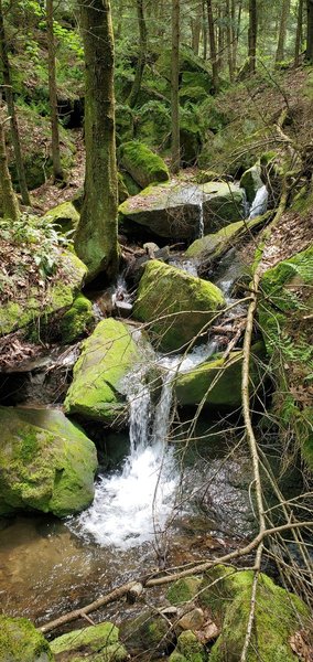 tanbark trail allegheny national forest