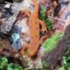 Red Newt