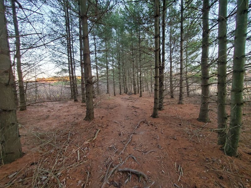 The forest is quite different in this area from the rest of the trail.