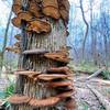 Mushroom spiral staircase.