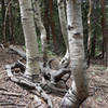 Group of aspen trunks at Great Basin NP
