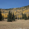 Aspens and evergreens in the high meadow of the Gavilan Trail.
