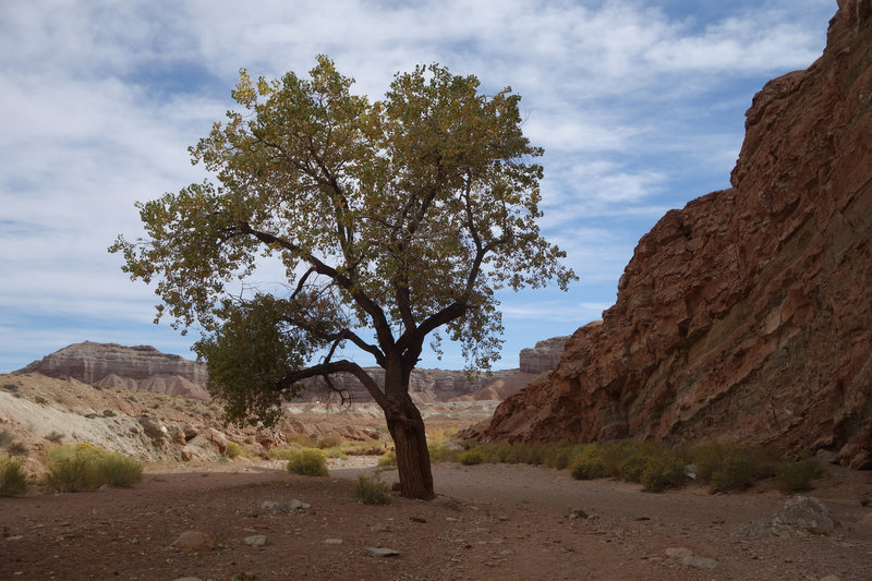 A lone tree marks the route to Bell's and Little Wild Horse canyons.