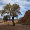 A lone tree marks the route to Bell's and Little Wild Horse canyons.