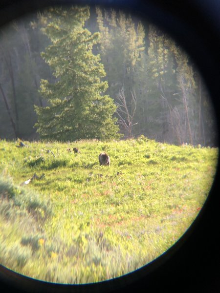 Sow Grizzly and 2 Cubs
