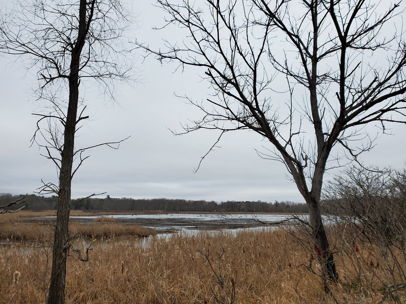 Milburn Creek wetlands in early winter
