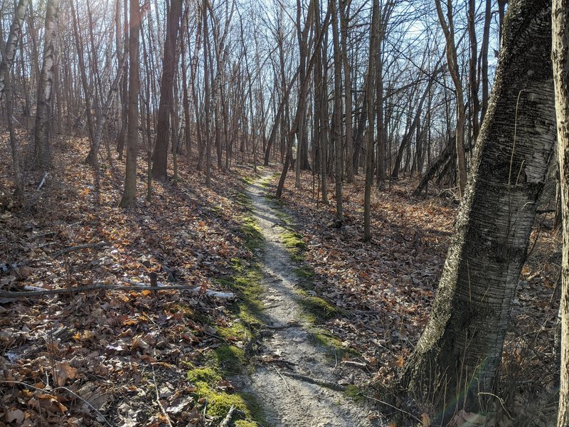 The trail is often covered or outlined in moss.
