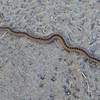 California Gopher Snake getting comfortable on the trail.