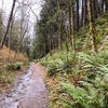 While not overly muddy, the trail can be a bit wet if it's been raining recently.