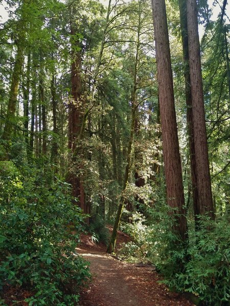 Rock Springs Trail winds through the lush, dense mixed redwood forest.