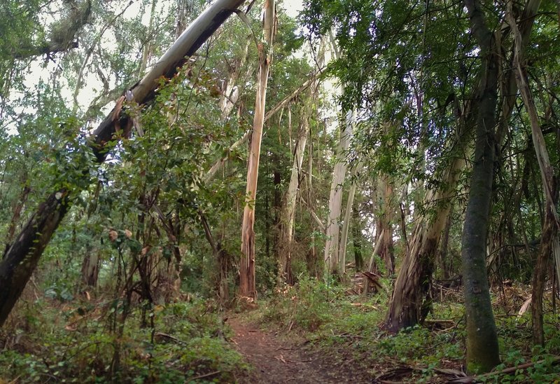 Eucalyptus trees with their light colored shaggy bark, are mixed in