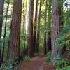 Much of Sprig Trail winds through the towering redwoods of the mixed redwood forest.