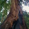 A big, old redwood is still going strong after having been charred by historic wildfire.