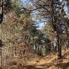 Trail through pine tree grove