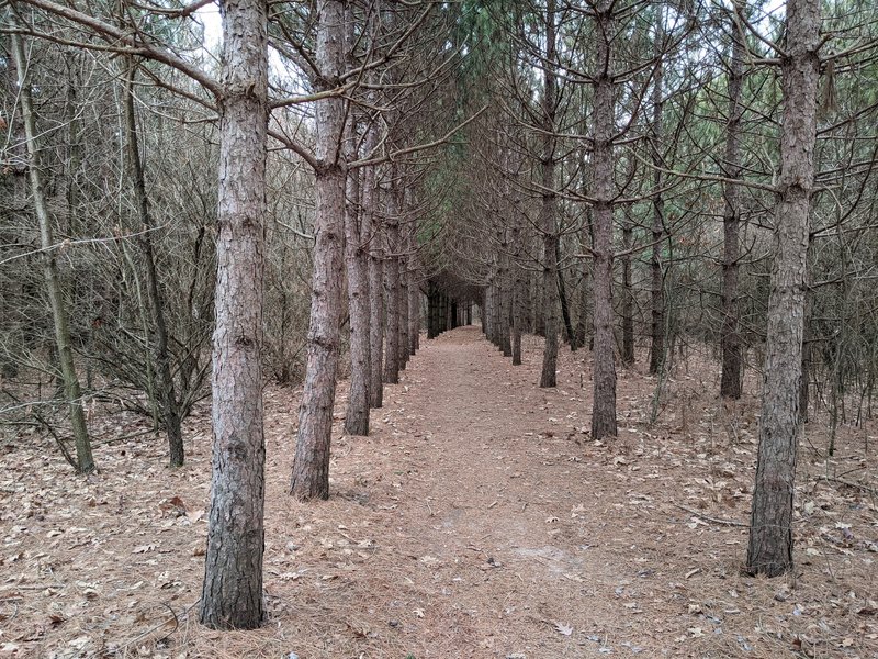 A regal pine tunnel.