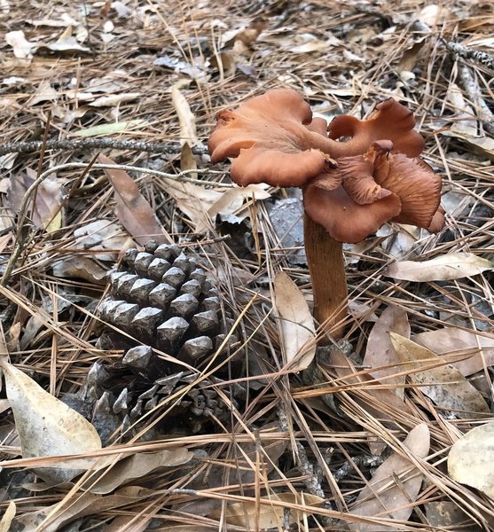 There are a lot of mushrooms (is this a false morel) on Yellow Tape Trace.