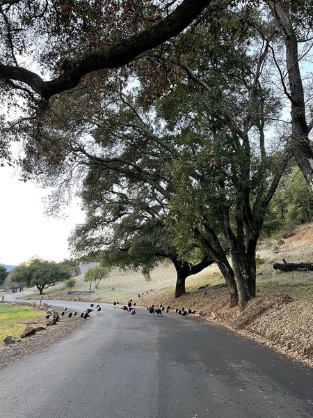Why did the wild turkeys cross the road? They're on their way to hike Los Trancos Trail.