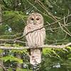 Owl perching in tree just off Lost Lake Pathway - Lake Dubonnet Summer 2020