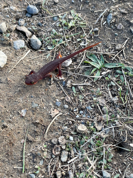 Especially after a rainstorm, salamanders can be seen on the trail.  These little guys move slowly, so watch where you step as you head along the White Oak Trail.