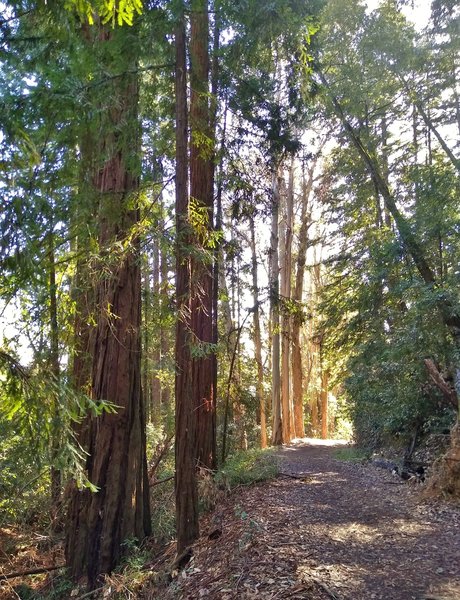 Redwoods to the left, and sunlit eucalyptus ahead, on Loop Trail.