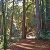 Loop Trail winds through redwoods, and other trees and vegetation, on its soft needle covered path.
