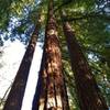 Towering redwoods along Loop Trail.