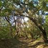 A stretch of beautiful sunlit oaks offering shade on Tie Camp Trail.