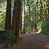 Tall stately redwoods along Blackhawk Trail.
