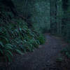 Ferns line the trail in the early morning.