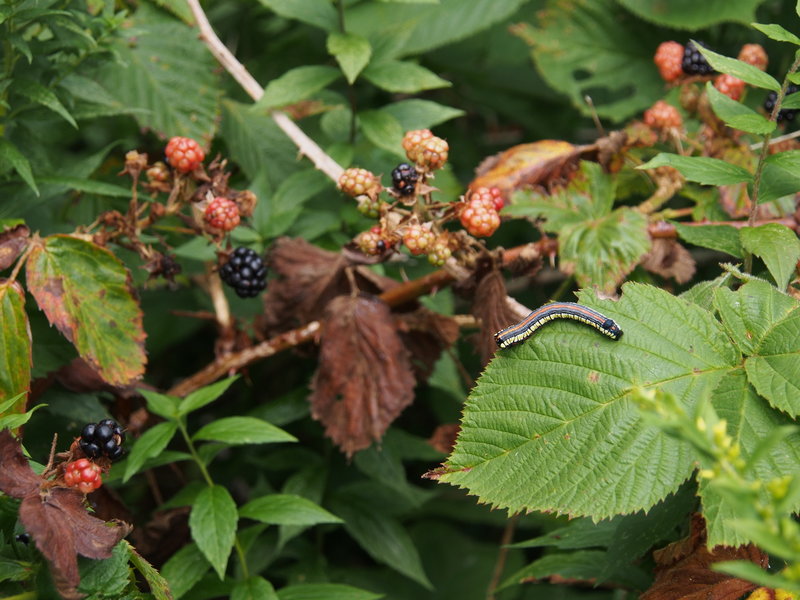 Blackberries are of ample supply in August.