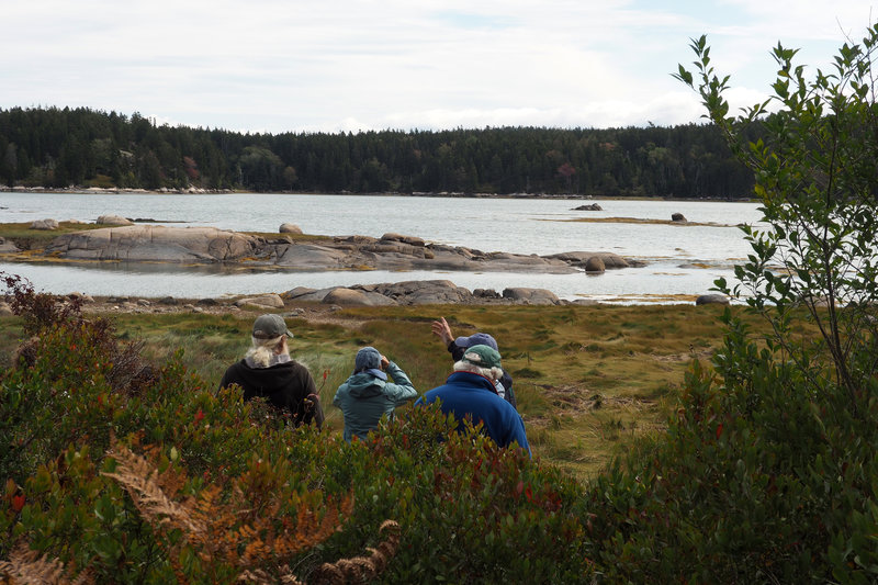 Granite Island Secondary Spur to Basin Hiking Trail, Vinalhaven, Maine