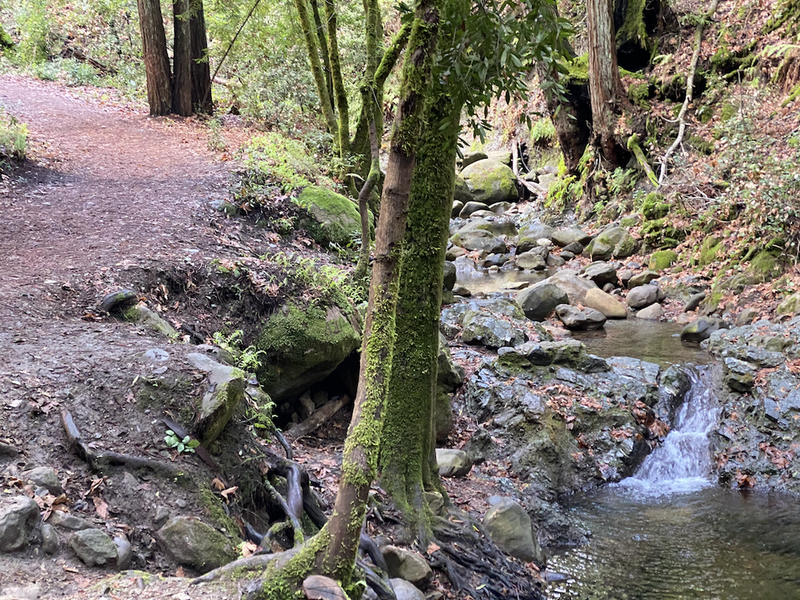 Some nice little waterfalls in the creek alongside the trail.