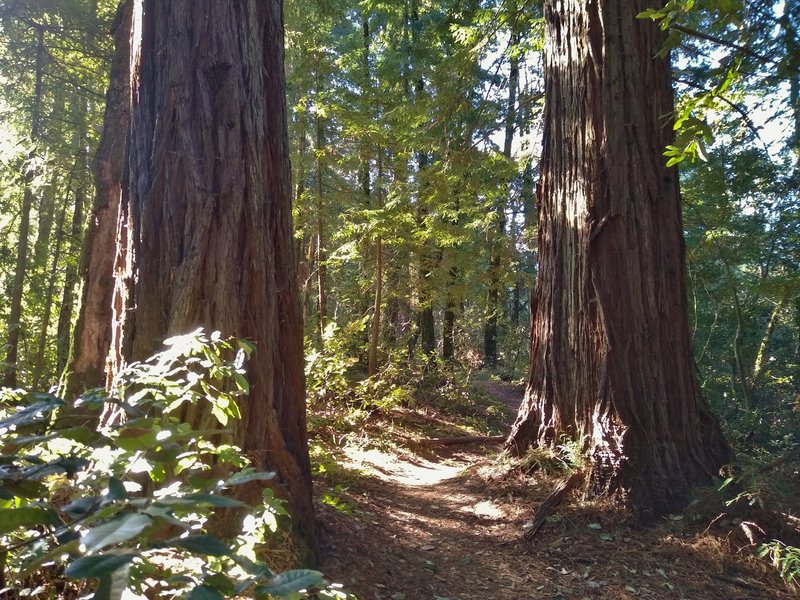 BIG redwoods along Bayview Trail in Mt. Madonna County Park.