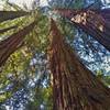Very TALL, stately redwoods reach to the sky on a sunny January day in the Santa Cruz Mountains.