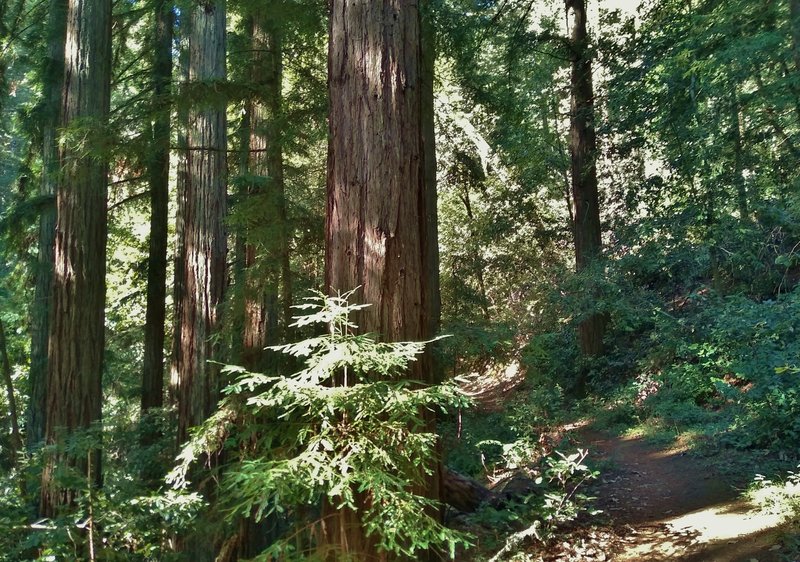 This is one BIG redwood (center) that Redwood Trail passes in the thick redwood forest.