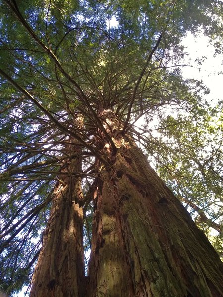 Giant, old redwoods reach for the sky along Meadow Trail.
