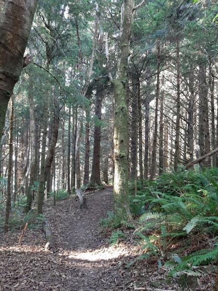 A trail winds through a douglas fir forest with swordfern on the sides.